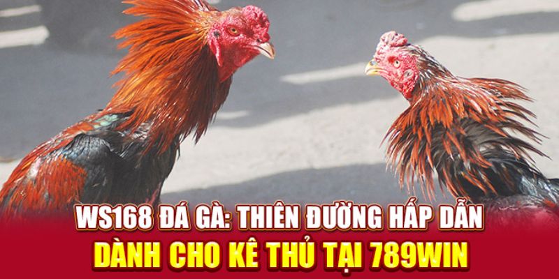 Sảnh game đang hợp tác cùng đá gà 789WIN