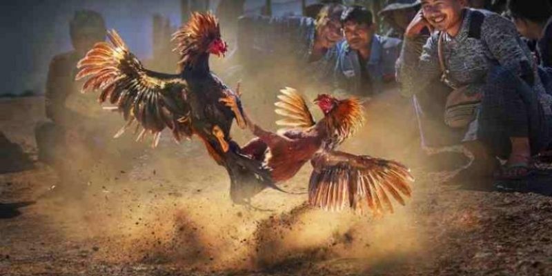 Thông tin giới thiệu về hình thức đá gà cựa dao tại 789WIN