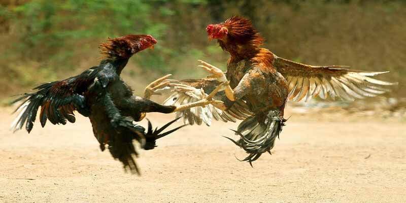 Luật chơi đá gà cựa dao hội viên cần nắm kỹ tại 789WIN