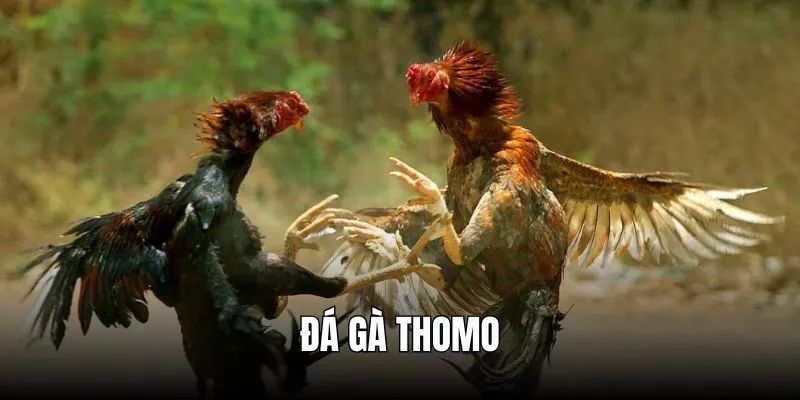 Thể loại đá gà Thomo hấp dẫn hiện nay
